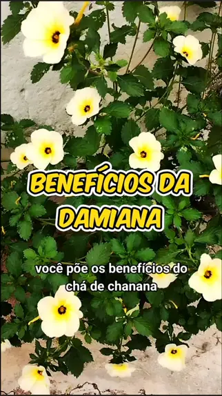 Benefícios do chá da planta chanana ou Damiana