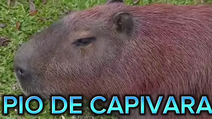 CapCut_assobio de capivara