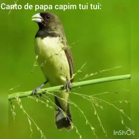 CANTO DO PAPA CAPIM TUI TUI PURO. O papa-capim, papa-capim-capuchinho