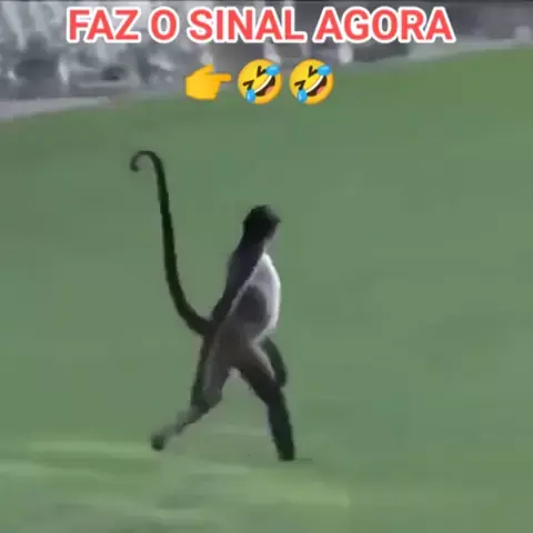 MACACOS ENGRAÇADOS - Os melhores memes de Macacos Engraçados